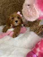 Cavapoochons - Lacey, a female Cavapoo for sale in Lepanto, AR – 6 of 6