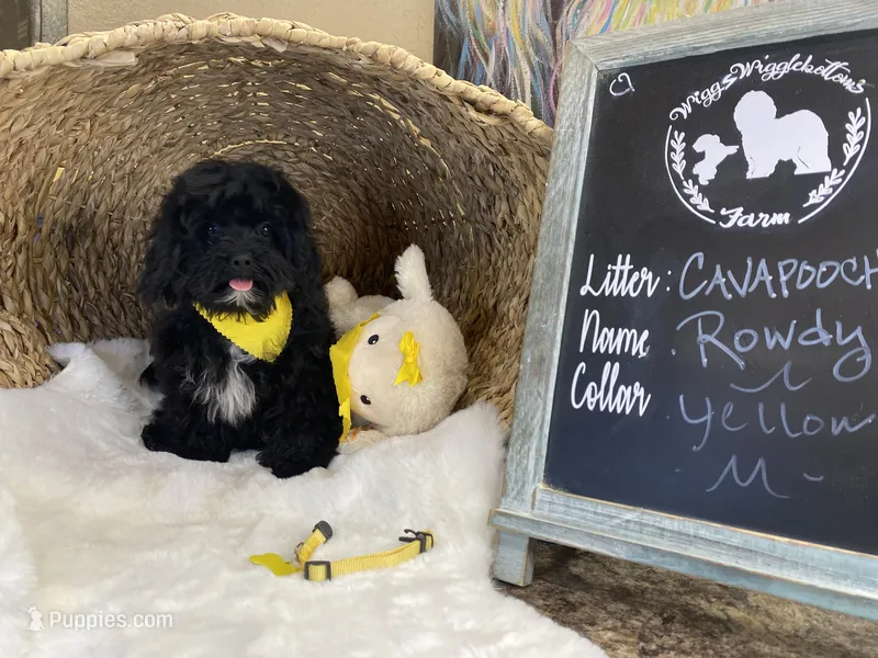 Toy Cavapoochon -Rowdy – Cavapoo puppy on hold in Lepanto, AR