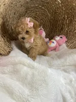 Lulu , a female Poochon for sale in Lepanto, AR – 4 of 5