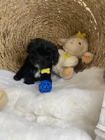 Toy Cavapoochon -Rowdy, a male Cavapoo for sale in Lepanto, AR – 10 of 10