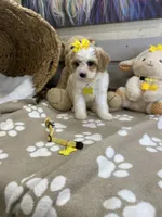 Cavapoochon -  Suki, a female Cavapoo for sale in Lepanto, AR – 7 of 8