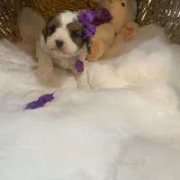 Sage tricolor -Reserved, a female Cavapoo for sale in Lepanto, AR – Photo 4 of 5