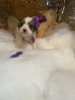 Sage F1 , a female Cavapoo for sale in Lepanto, AR – Photo 3 of 5