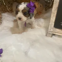 Sage tricolor -Reserved, a female Cavapoo for sale in Lepanto, AR – Photo 2 of 5