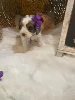 Sage F1 , a female Cavapoo for sale in Lepanto, AR – Photo 1 of 5