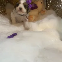 Sage tricolor -Reserved, a female Cavapoo for sale in Lepanto, AR – Photo 5 of 5