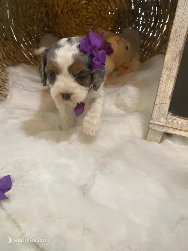 Sage F1 blue tricolor , a female Cavapoo for sale in Lepanto, AR – Photo 1 of 5