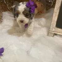 Sage tricolor -Reserved, a female Cavapoo for sale in Lepanto, AR – Photo 1 of 5