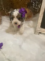 Sage F1 , a female Cavapoo for sale in Lepanto, AR – Photo 5 of 5