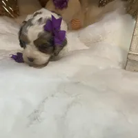 Sage tricolor -Reserved, a female Cavapoo for sale in Lepanto, AR – Photo 3 of 5