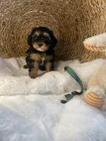 Branson, a male Cavapoo and Cavalier King Charles Spaniel for sale in Lepanto, AR – Photo 5 of 5