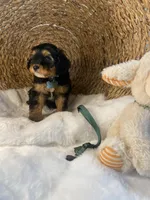 Branson, a male Cavapoo and Cavalier King Charles Spaniel for sale in Lepanto, AR – Photo 1 of 5