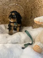 Branson, a male Cavapoo and Cavalier King Charles Spaniel for sale in Lepanto, AR – Photo 4 of 5