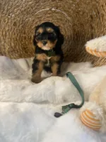 Branson, a male Cavapoo and Cavalier King Charles Spaniel for sale in Lepanto, AR – Photo 3 of 5