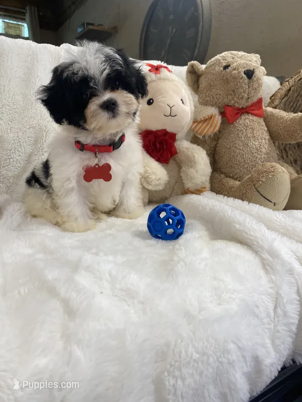 Cavapoochon - Cody – Cavapoo puppy for sale in Lepanto, AR