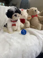 Toy Cavapoochon - Cody, a male Cavapoo for sale in Lepanto, AR – 1 of 7
