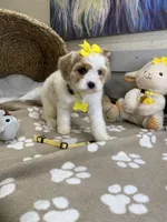 Cavapoochon -  Suki, a female Cavapoo for sale in Lepanto, AR – 4 of 8