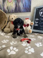 Cavapoochon -Cooper , a male Cavapoo for sale in Lepanto, AR – 4 of 5