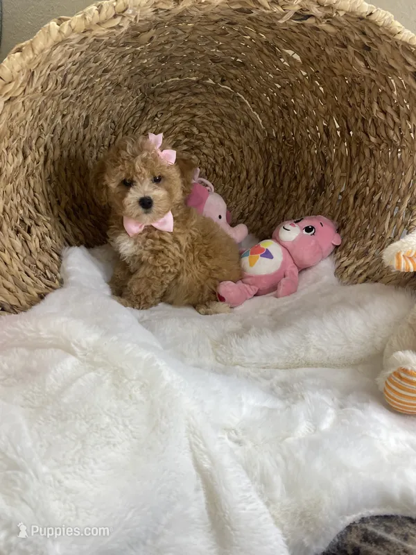 Lulu  – Poochon puppy for sale in Lepanto, AR