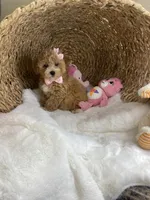 Lulu , a female Poochon for sale in Lepanto, AR – 1 of 5