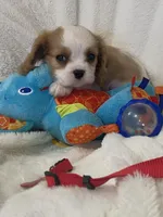 Bentley-M, a male Cavalier King Charles Spaniel for sale in Lepanto, AR – Photo 3 of 4