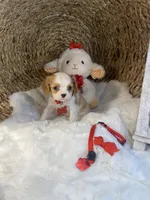 Bentley-M, a male Cavalier King Charles Spaniel for sale in Lepanto, AR – Photo 2 of 4