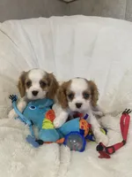 Bentley-M, a male Cavalier King Charles Spaniel for sale in Lepanto, AR – Photo 1 of 4
