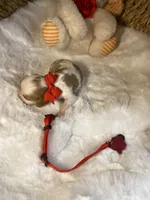 Bentley-M, a male Cavalier King Charles Spaniel for sale in Lepanto, AR – Photo 4 of 4