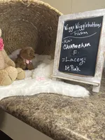 Toy Small Mini Cavapoochons - Lacey, a female Bichon Frise and Cavapoo for sale in Lepanto, AR – 2 of 4
