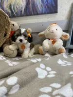 Cavapoochon- Kiki, a female Cavapoo for sale in Lepanto, AR – 6 of 7