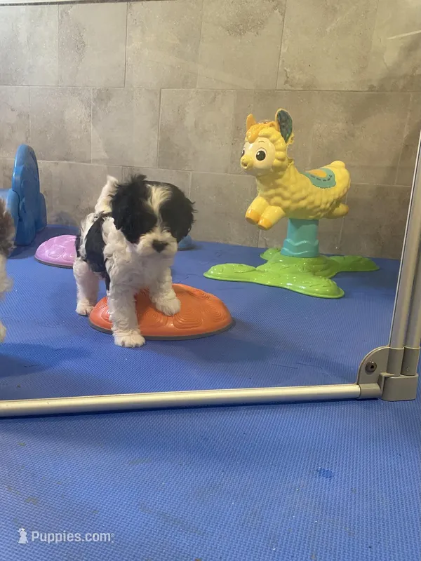 Sabre F1 – Cavapoo puppy for sale in Lepanto, AR