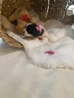 Sabre F1, a female Cavapoo for sale in Lepanto, AR – Photo 4 of 7