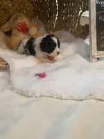 Sabre F1, a female Cavapoo for sale in Lepanto, AR – Photo 5 of 7