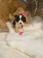 Sabre F1, a female Cavapoo for sale in Lepanto, AR – Photo 1 of 7