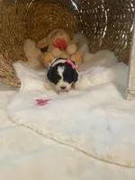 Sabre F1, a female Cavapoo for sale in Lepanto, AR – Photo 6 of 7