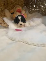 Sabre F1, a female Cavapoo for sale in Lepanto, AR – Photo 3 of 7