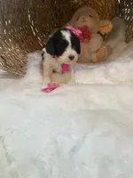 Sabre F1, a female Cavapoo for sale in Lepanto, AR – Photo 7 of 7