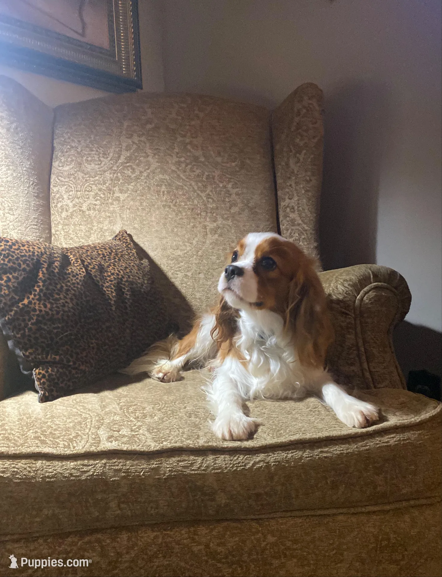 Bentley – Cavalier King Charles Spaniel puppy for sale in Lepanto, AR