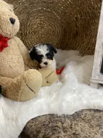 Toy Cavapoochons - Toby , a male Cavapoo for sale in Lepanto, AR – 3 of 4