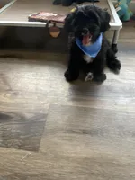 Beau , a male Cavapoo for sale in Lepanto, AR – 1 of 1