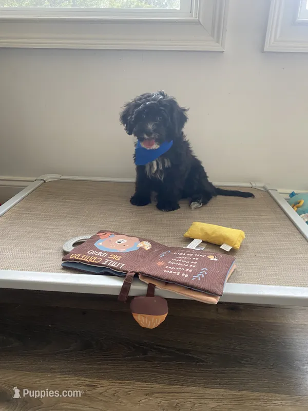 Banks  – Cavapoo puppy for sale in Lepanto, AR