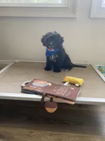 Banks , a male Cavapoo for sale in Lepanto, AR – 1 of 1