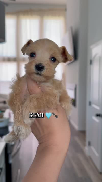 Remi , a male Miniature Schnauzer for sale in Natalia, TX – 4 of 4