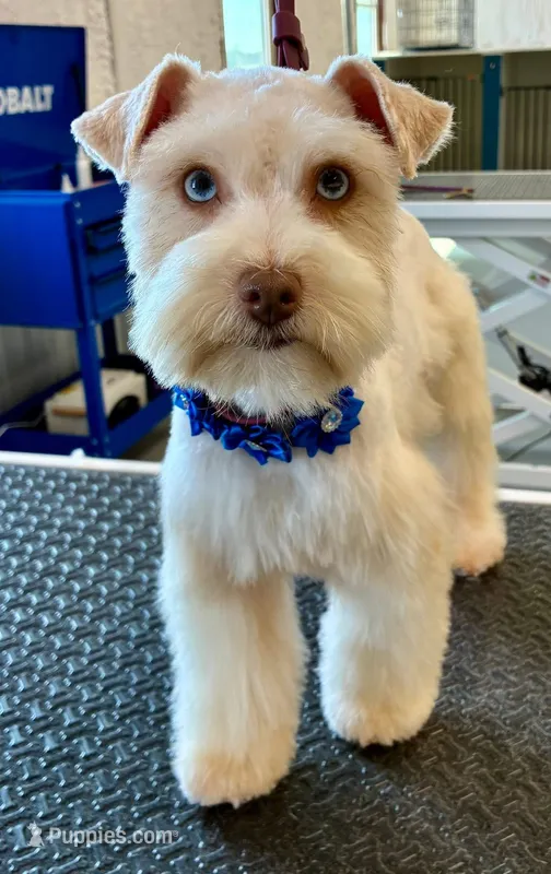 Rapunzel  – Miniature Schnauzer puppy for sale in Natalia, TX