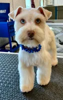 Rapunzel , a female Miniature Schnauzer for sale in Natalia, TX – 1 of 1