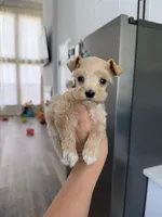 Remi , a male Miniature Schnauzer for sale in Natalia, TX – 3 of 4