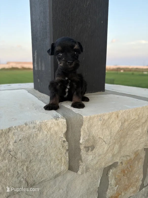 Rojo jr  – Miniature Schnauzer puppy for sale in Natalia, TX