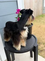 Sunshine , a female Miniature Schnauzer for sale in Natalia, TX – 2 of 2
