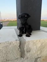 Rojo jr , a male Miniature Schnauzer for sale in Natalia, TX – 2 of 4