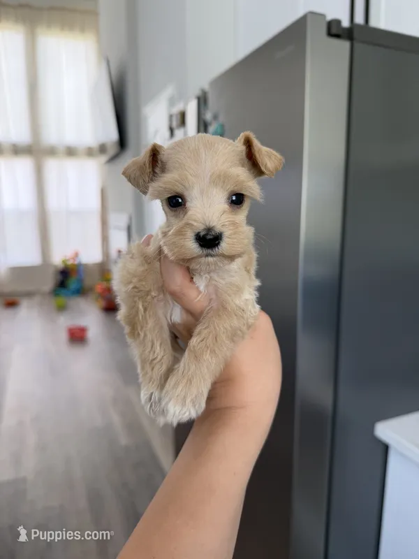 Remi  – Miniature Schnauzer puppy for sale in Natalia, TX